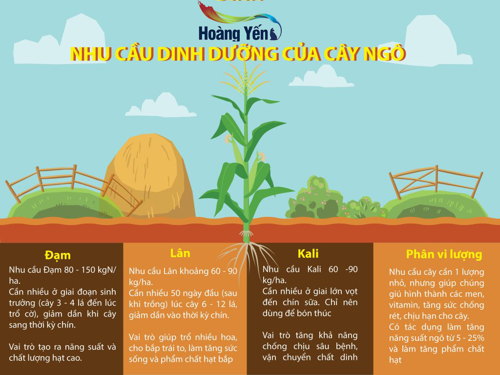Nhu cầu dinh dưỡng của cây bắp
