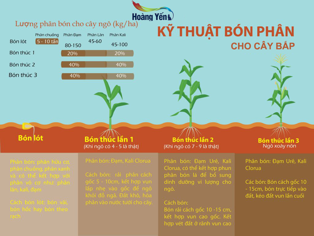 kỹ thuật bón phân cho cây bắp
