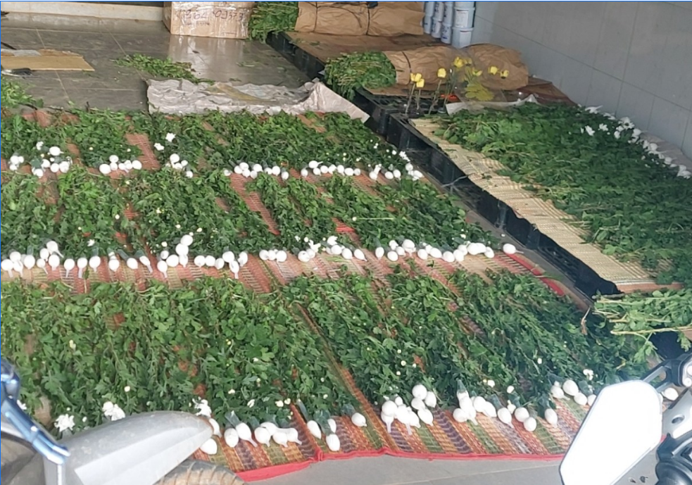 Hướng dẫn nhuộm mua cúc trắng Hoàng Yên Group