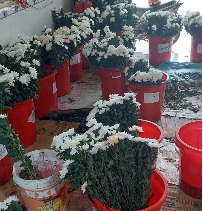 Hướng dẫn nhuộm mua Cúc màu trắng trắng Hoàng Yên Group