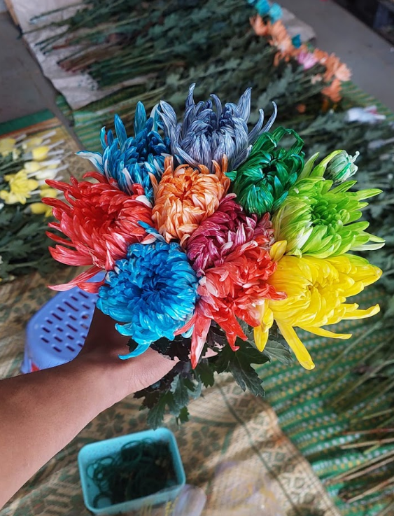 Hướng dẫn nhuộm hoa cúc 