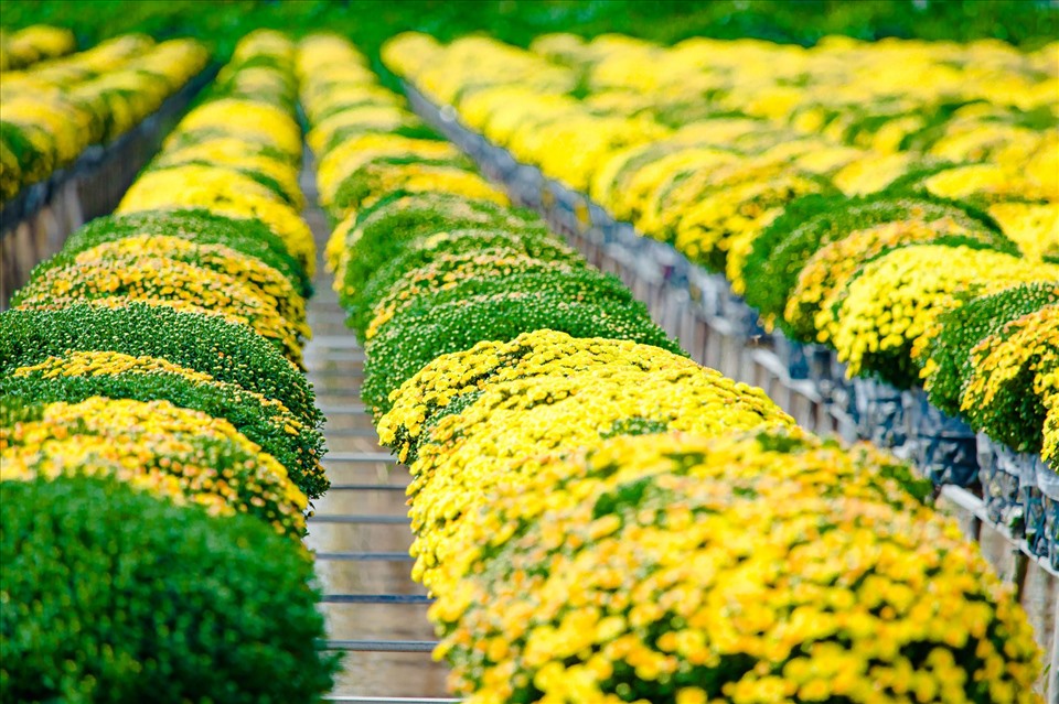 ý nghĩa hoa cúc mâm xôi