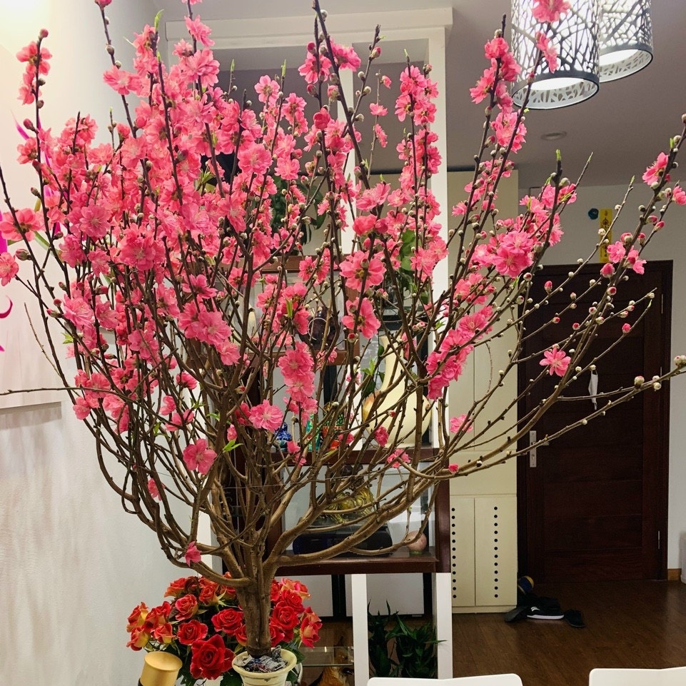 Những ngày Xuân hoa đào luôn là loài hoa được trưng bày trong nhà để thay cho những lời chúc tốt đẹp, tuyệt vời nhất cho nhũng người xung quanh