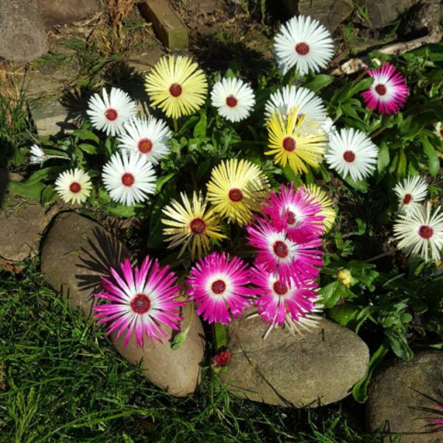 cách chăm sóc hoa cúc cầu vồng