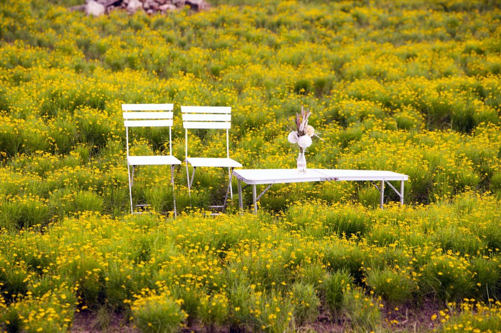 Cách chăm sóc hoa cúc sao băng