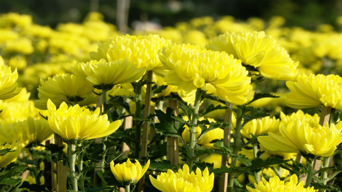 ý nghĩa hoa cúc kim cương