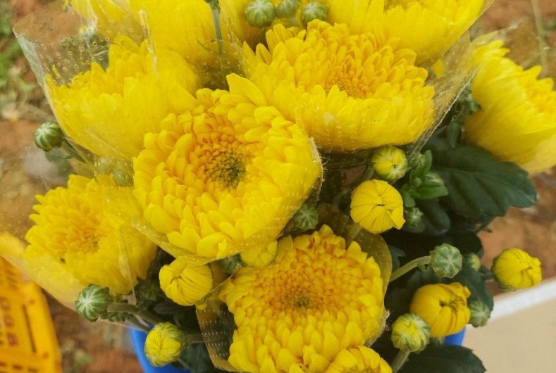 Ý nghĩa hoa cúc kim cương