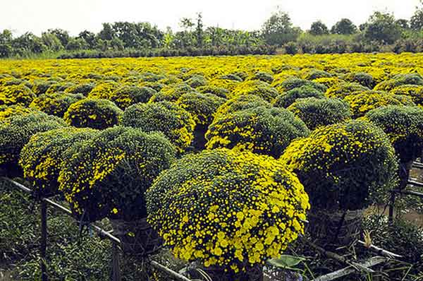 ý nghĩa hoa cúc mâm xôi