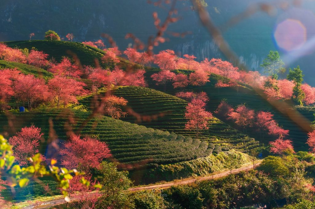 Những bông hoa màu hồng nhạt, những cánh hoa mỏng manh được xếp theo tầng lớp