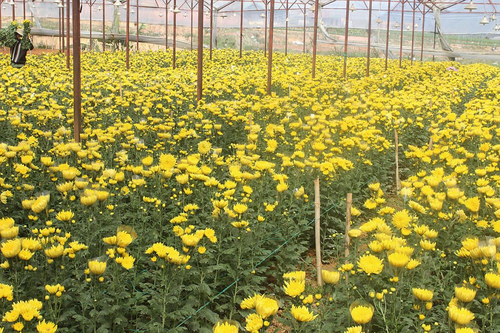 công dụng hoa cúc kim cương