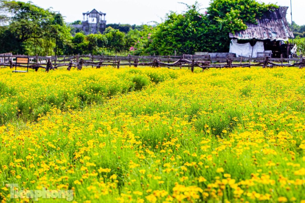 Hoa cúc sao băng và những điều cần biết
