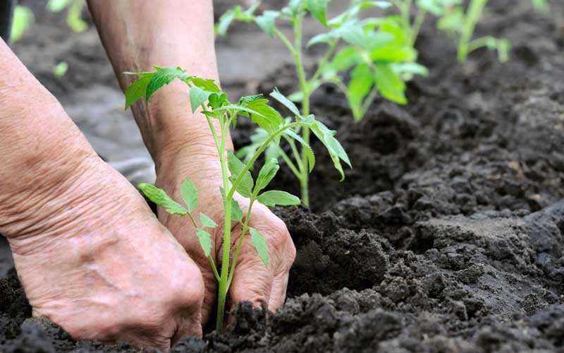 Phân hữu cơ sinh học