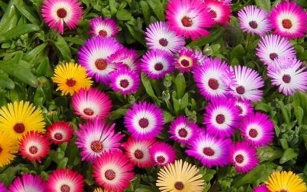 Cách trồng hoa cúc cầu vồng