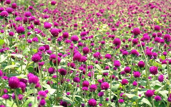 Kỹ thuật trồng hoa cúc bách nhật