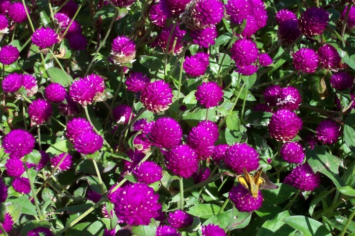 Ý nghĩa hoa cúc bách nhật