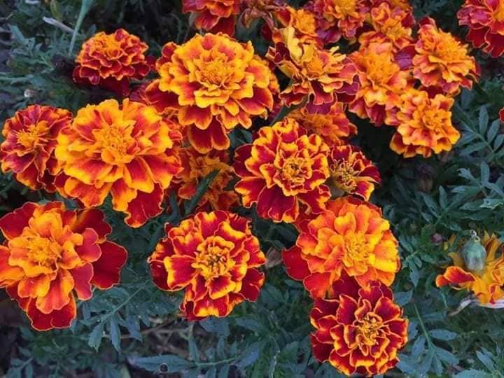 ý nghĩa hoa cúc vạn thọ