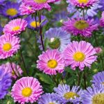 Hoa cúc cầu vồng