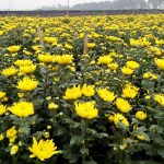 Hoa Cúc Kim Cương