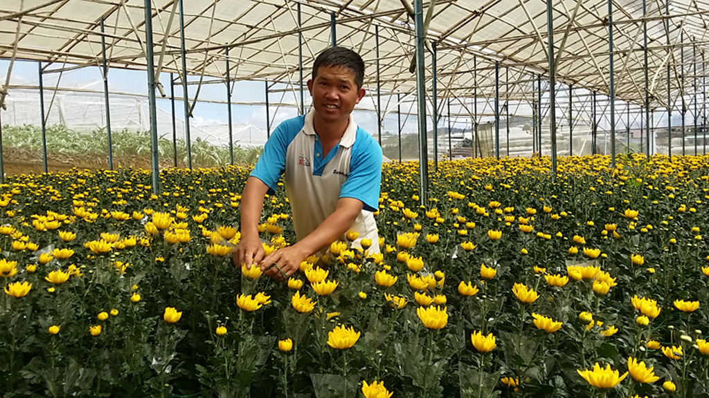 Ý nghĩa hoa cúc kim cương