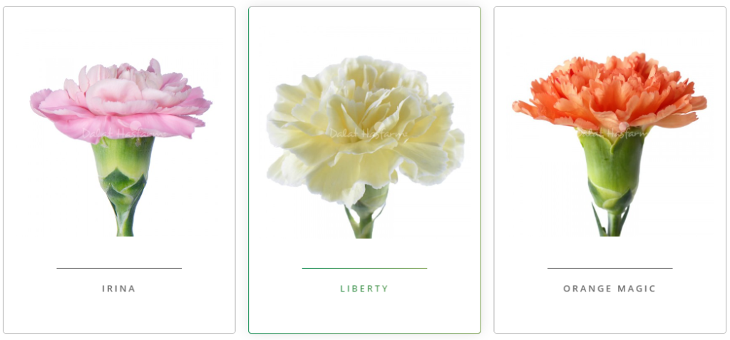 màu hoa cẩm chướng