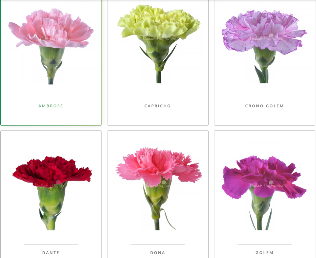 màu hoa cẩm chướng