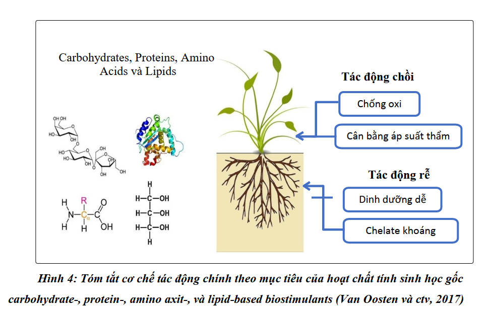 Phân bón rong biển