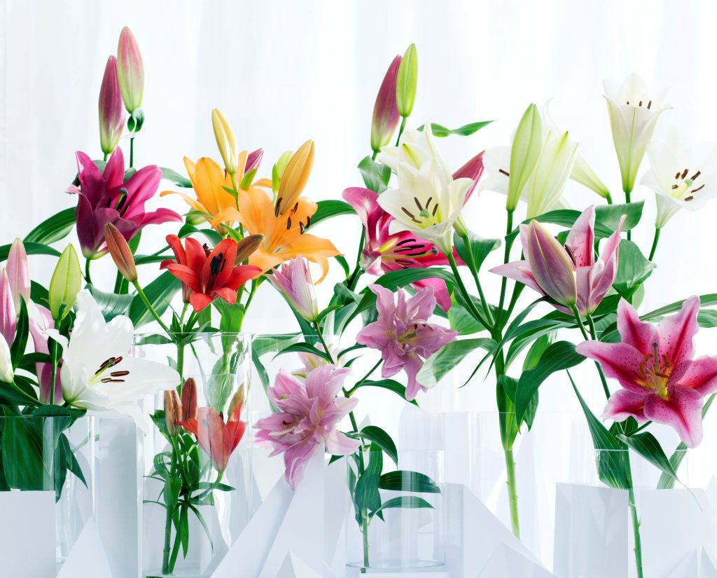 So sánh giá hoa tết 2022, giá hoa tết 2023