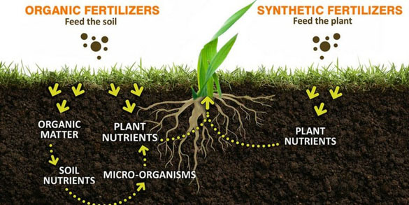 Công dụng của phân hữu cơ Oganic