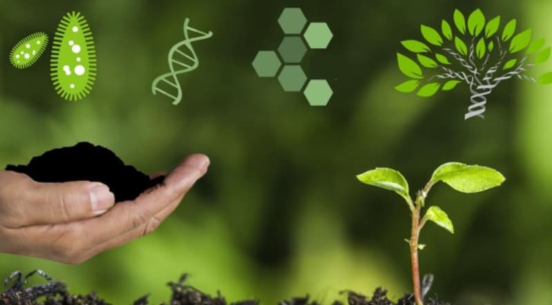 Phân loại phân bón hữu cơ