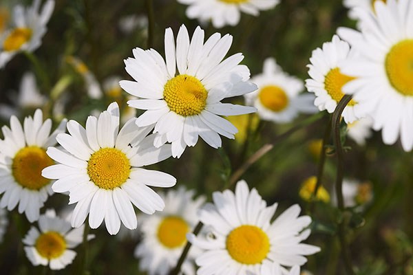 Công dụng của hoa cúc trắng