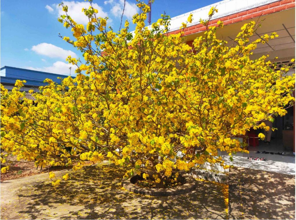 Hình ảnh cây mai nở rộ vào dịp Tết Nguyên Đán