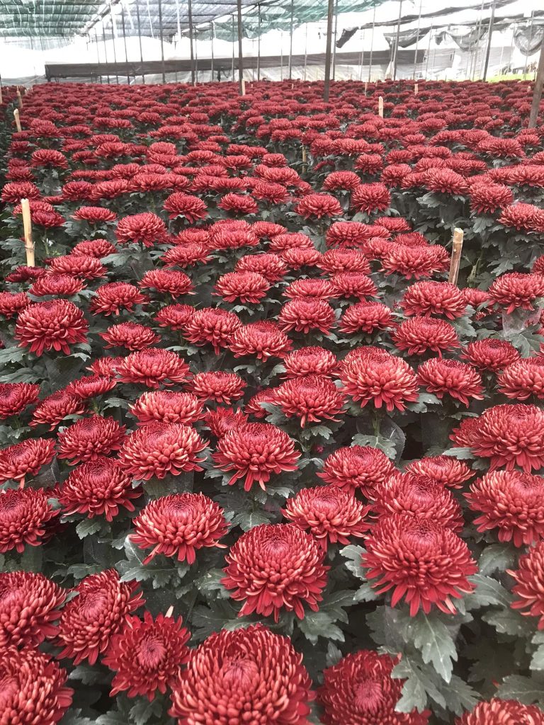 đặc điểm của hoa cúc đỏ