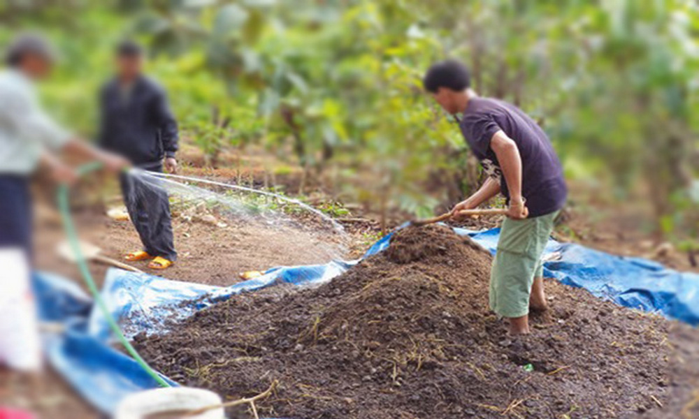Cách ủ phân heo truyền thống