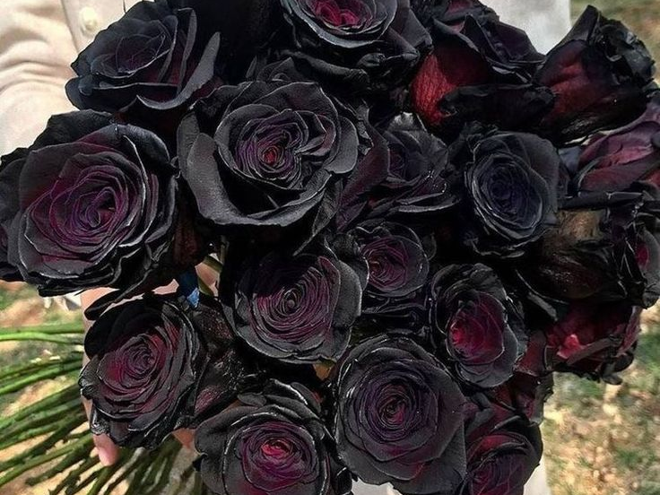 Nhuộm hoa hồng đen cực dễ tại nhà