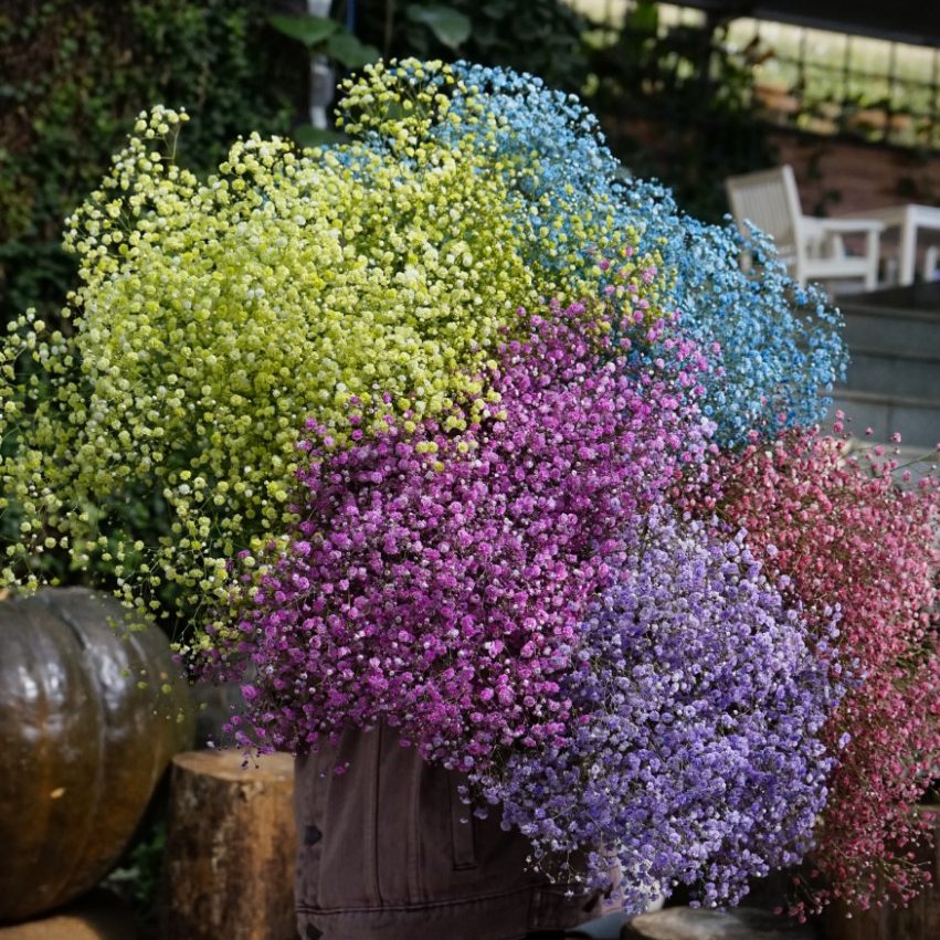 Nhuộm hoa khô với đa dạng màu khác nhau