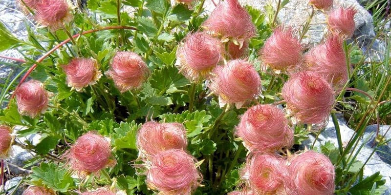 Địa chỉ đặt mua hoa khói thảo nguyên