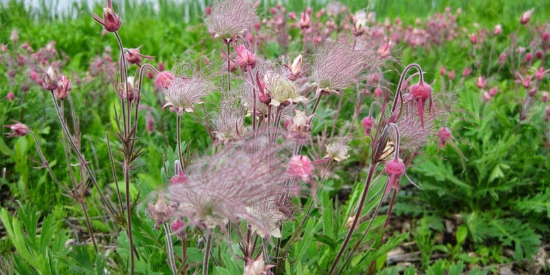 Hoa khói thảo nguyên là loài hoa độc đáo trên thế giới