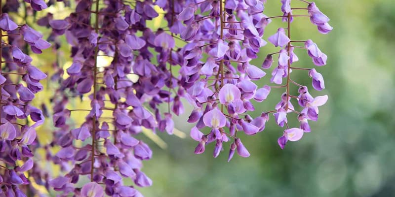 Hoa tử đằng là loài hoa phổ biến tại đất nước Nhật Bản