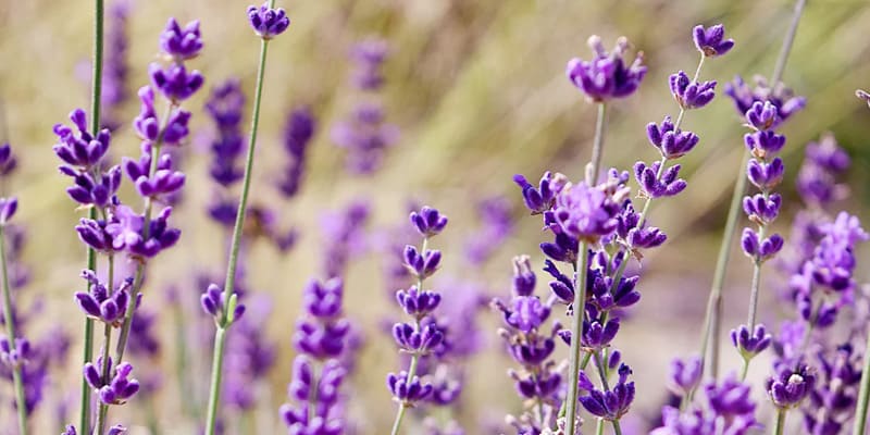 Cánh oải hương trong gió