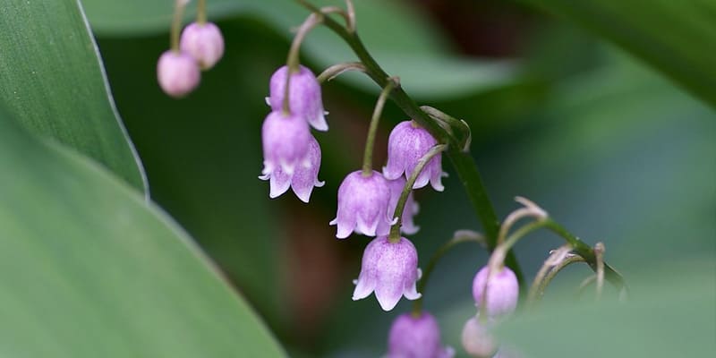 Chú ý chăm sóc cây để cây ra hoa nhanh chóng