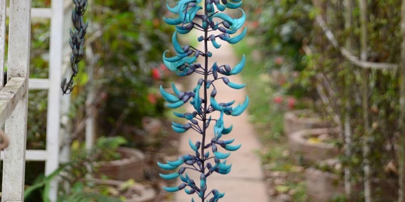 Chú ý kỹ thuật chăm sóc hoa móng cọp để cây phát triển tốt