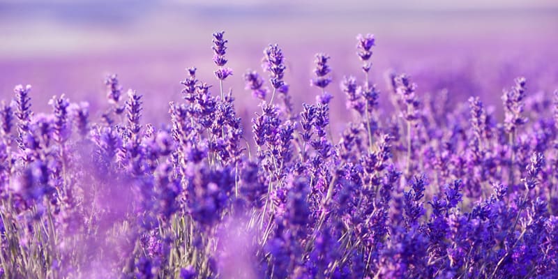 Giống hoa Lavender phổ biến trên toàn thế giới