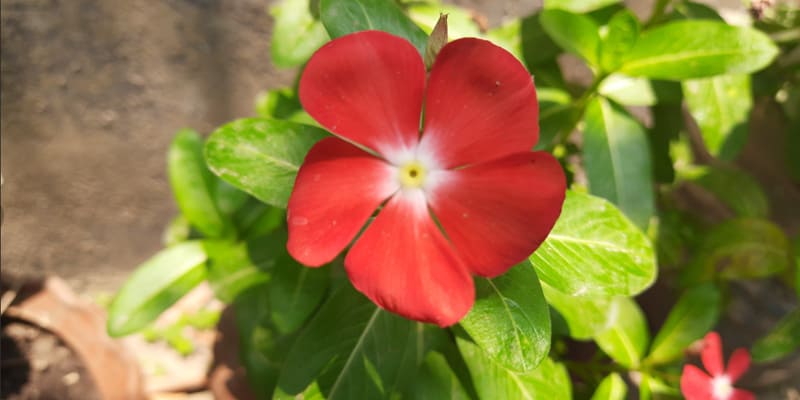 Hoa bông dừa với sắc đỏ rực rỡ