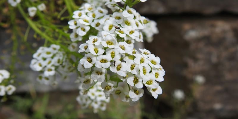 Hoa bông tuyết đến từ vùng Địa Trung Hải