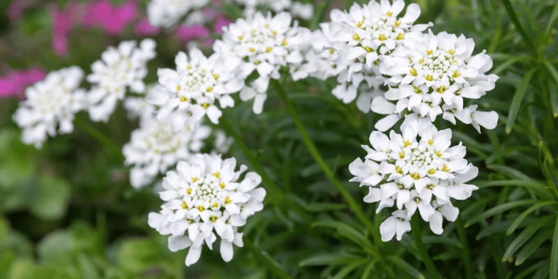 Hoa bụi đường là giống hoa được tìm thấy tại Hy Lạp