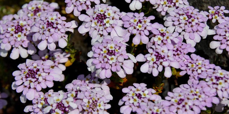 Hoa bụi đường là loài hoa tượng trưng cho sự kiên cường