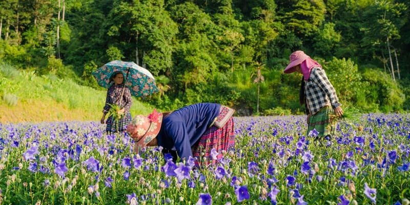 Hoa cát cánh phổ biến tại vùng cao