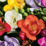 Hoa Freesia