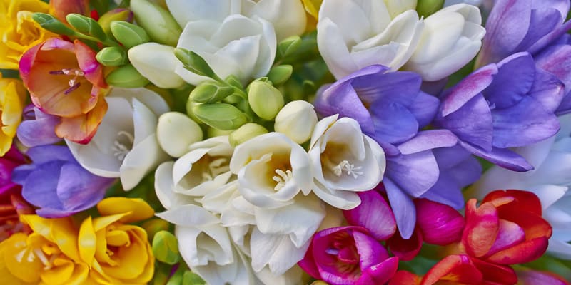 Hoa Freesia biểu tượng cho tình bạn