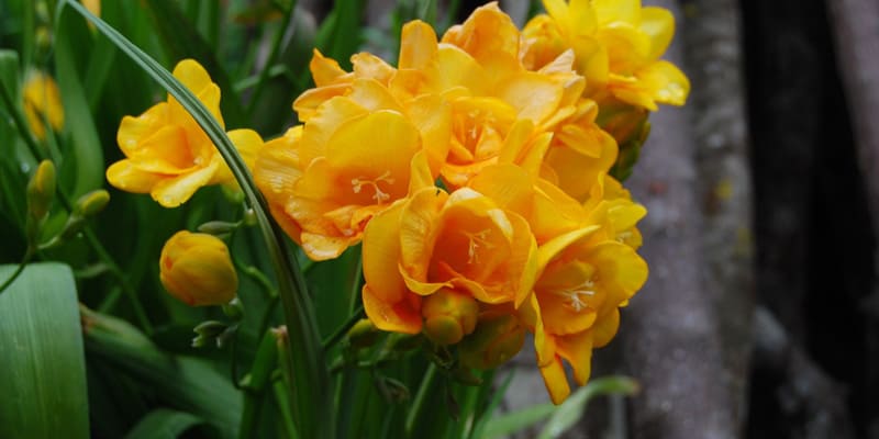 Hoa Freesia là cây hoa được rất nhiều người yêu thích